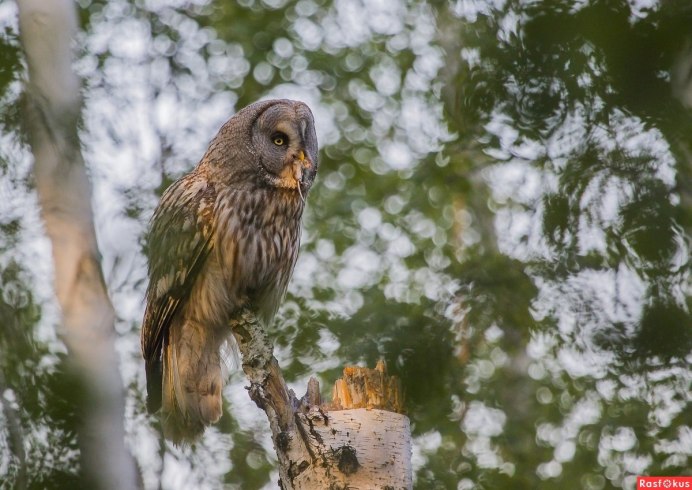 Сова смотрит вверх
