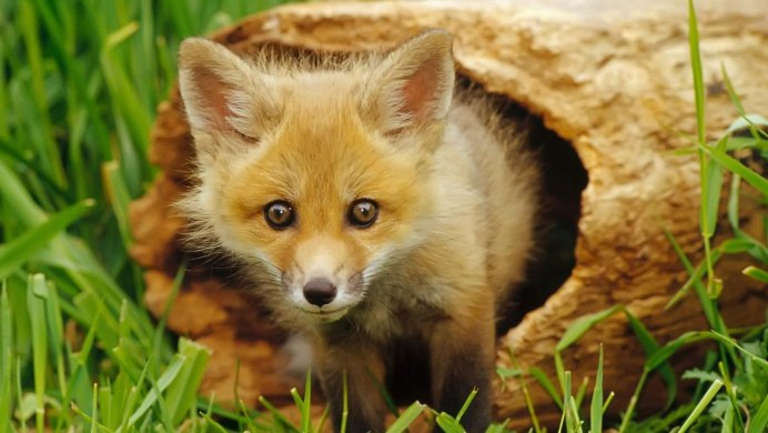 Fox Desert Fox
