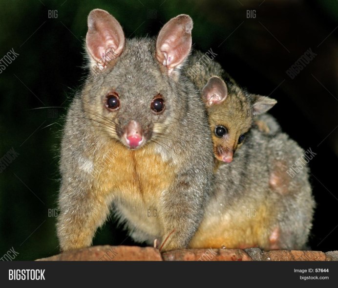 Baby Opossum