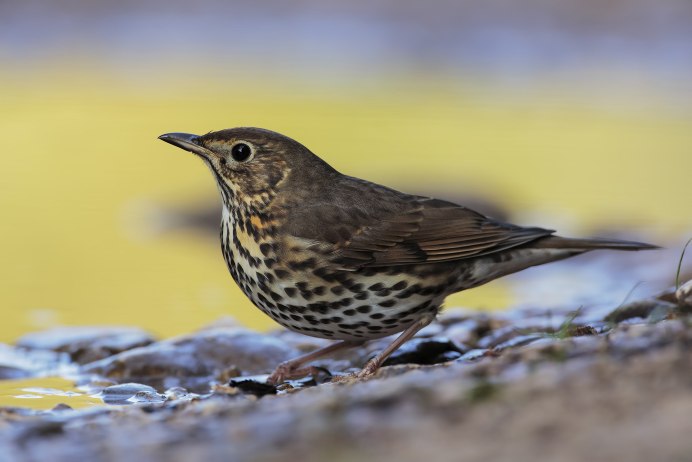Дрозд-деряба (turdus viscivorus)