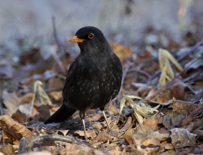 Дрозд-деряба (turdus viscivorus)