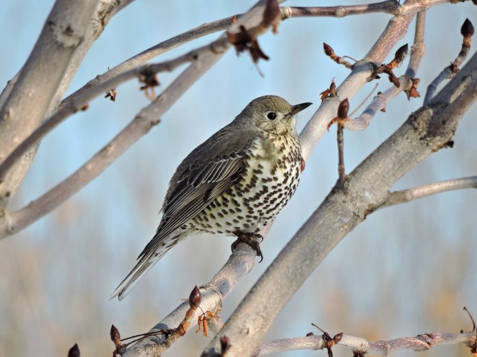 Дрозд-деряба (turdus viscivorus)