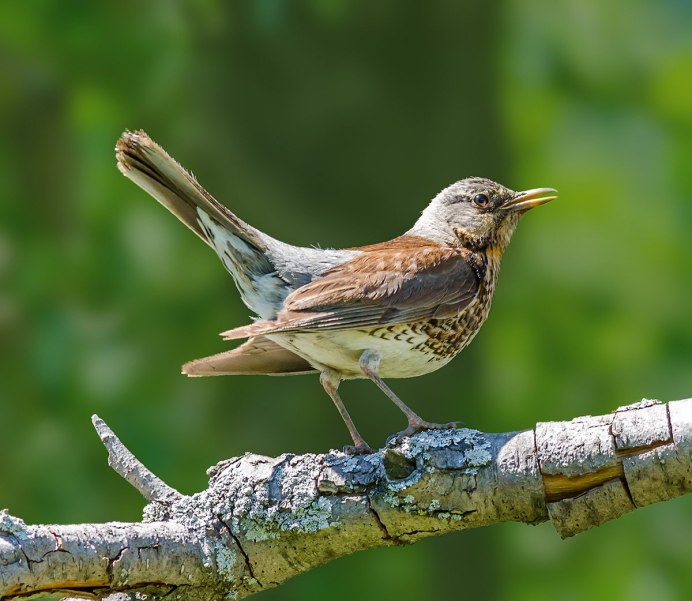 Дрозд-деряба (turdus viscivorus)