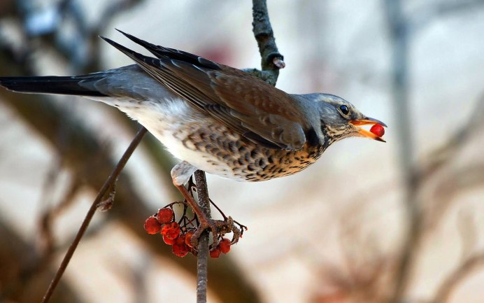 Дрозд чёрный (turdus Merula) 4к