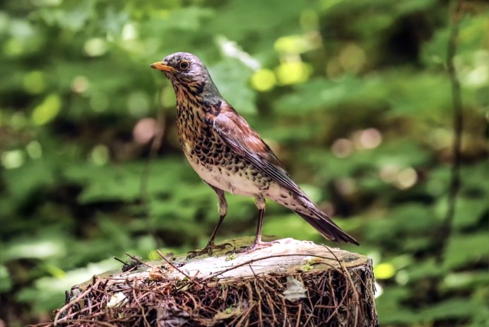 Дрозд-деряба (turdus viscivorus)