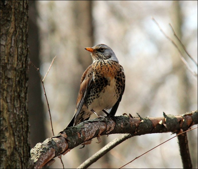Дрозд-деряба (turdus viscivorus)