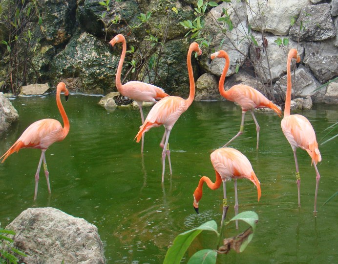 Смешной Фламинго