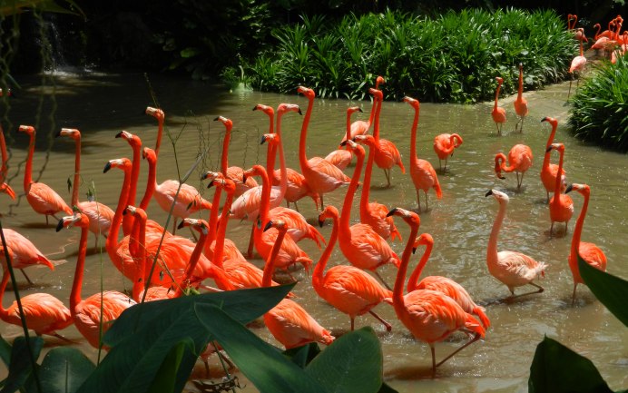 Фламинго среди растений