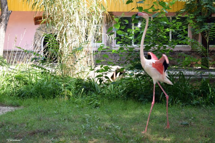 Восемь Фламинго