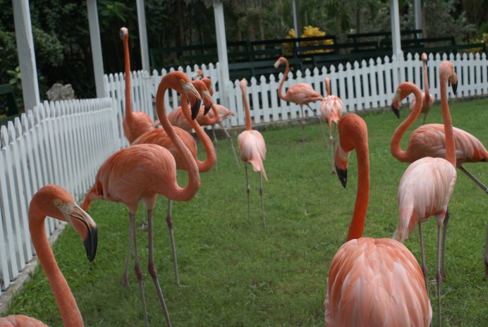 Розовый Фламинго Калмыкия