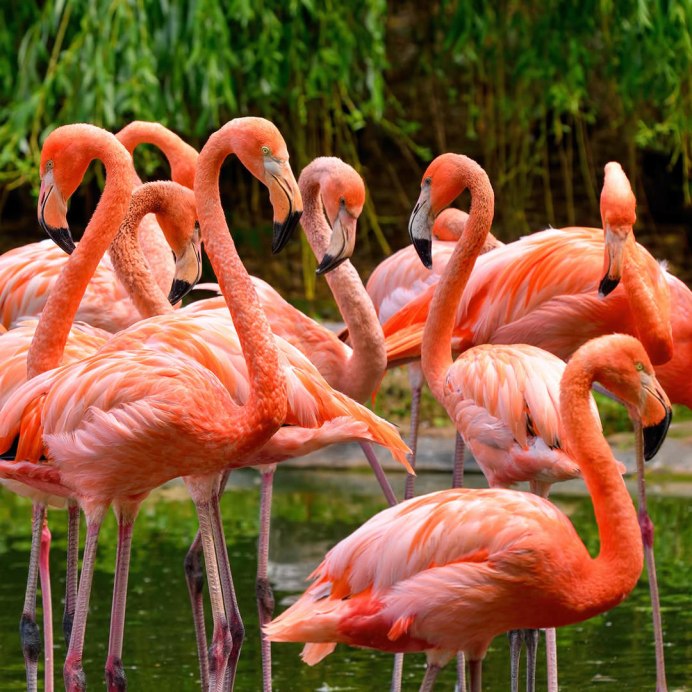 Зеленый Фламинго