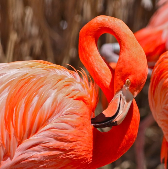 Птица Фламинго из овощей