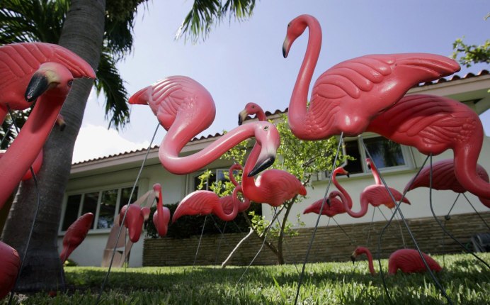 Фламинго ученый