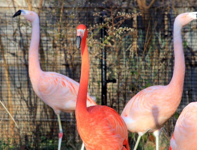 Ардастра Багамские острова