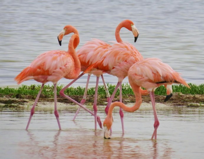 Манати парк Доминикана