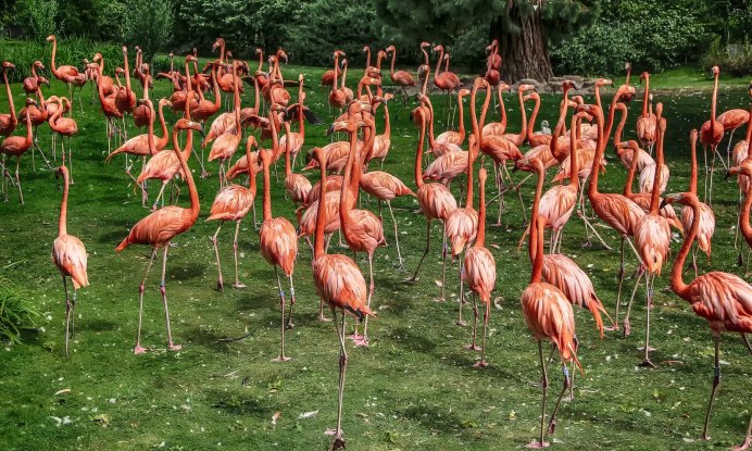 Розовый Фламинго дитя заката