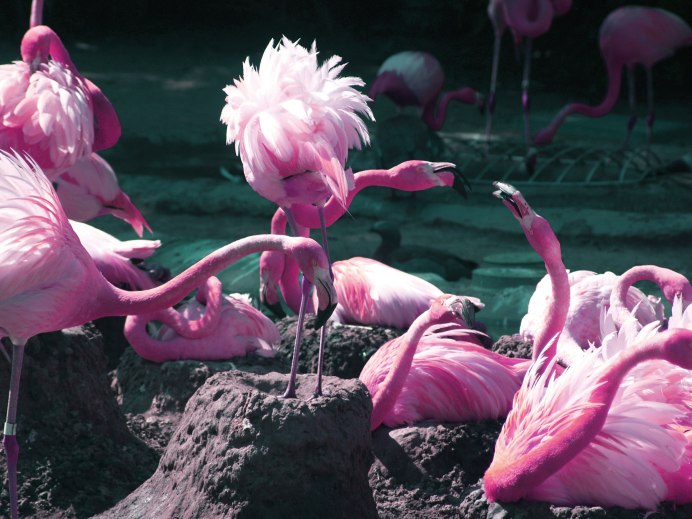 Фламинго род