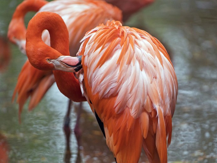 Бразильский алый Ибис