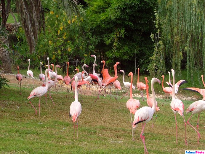 Фламинго обои