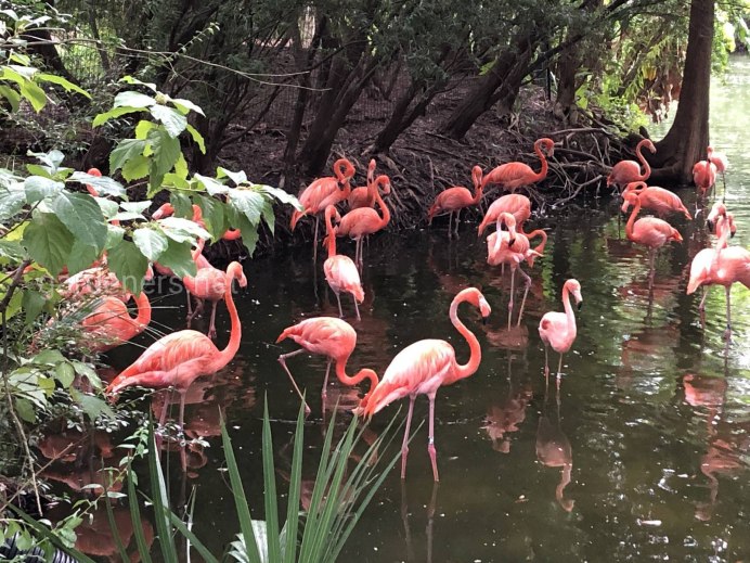 Зачем Фламинго стоит на одной ноге