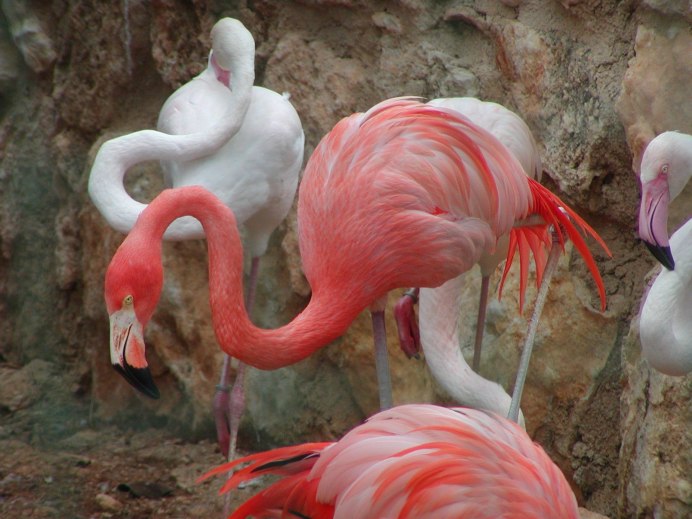 Фонтан Козельск Фламинго