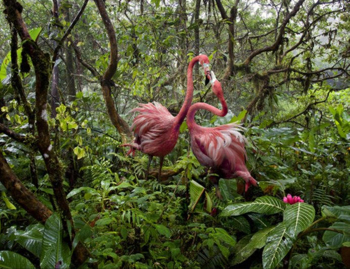 Эверглейдс Карибского Фламинго