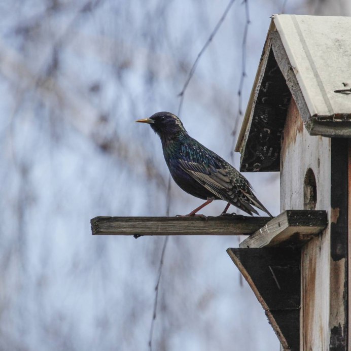 Скворец в Сибири