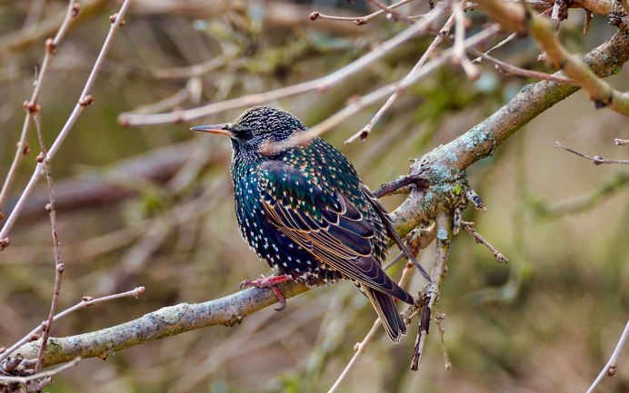 Скворец (Весна)