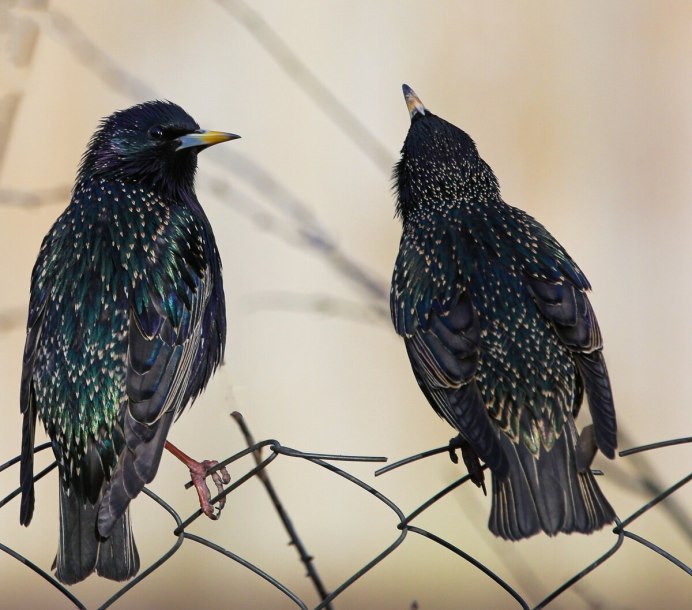 Скворец весны Гонец