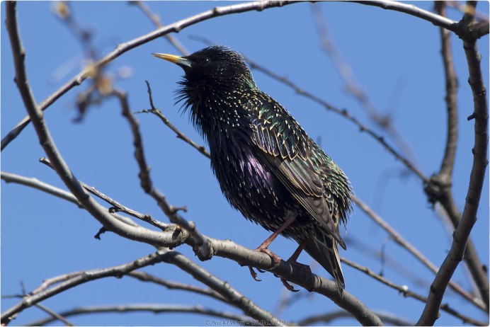 Пестрый скворец