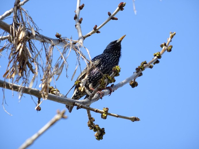 Скворец Дальневосточный