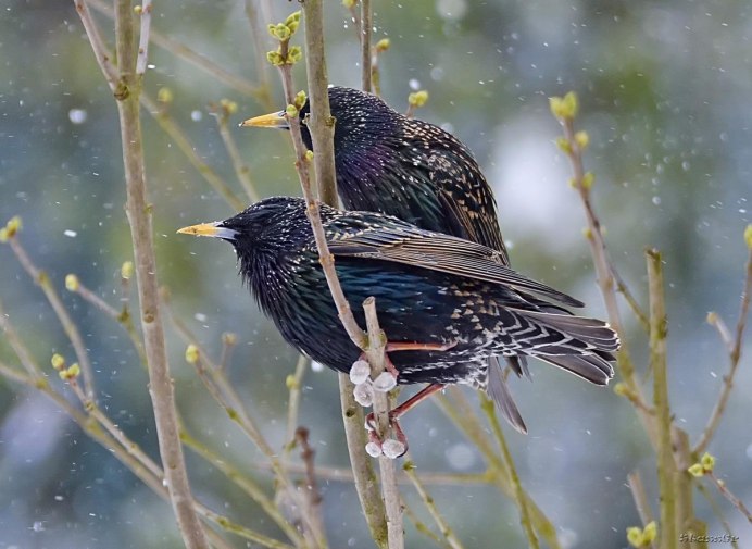 Скворец фото