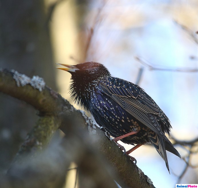 Птица на холоде