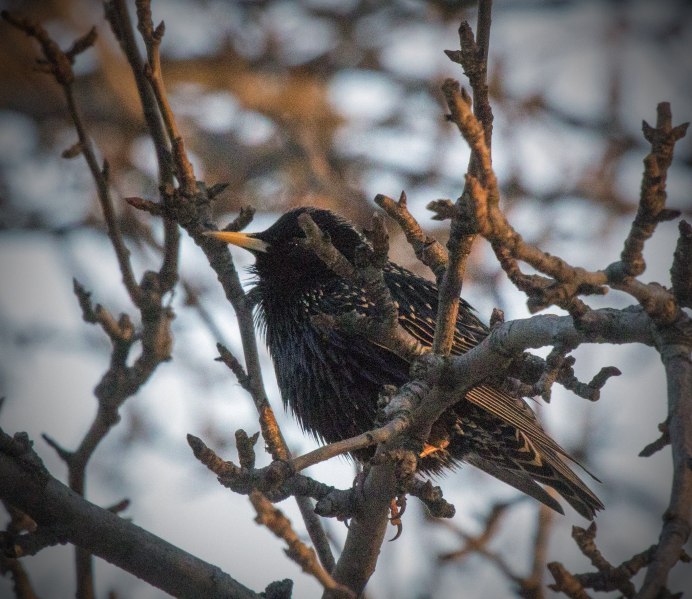 Скворец пятнистый обыкновенный