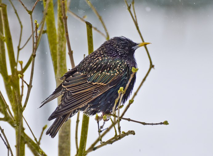 Скворец Калининград