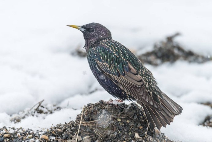 Скворец в Сибири