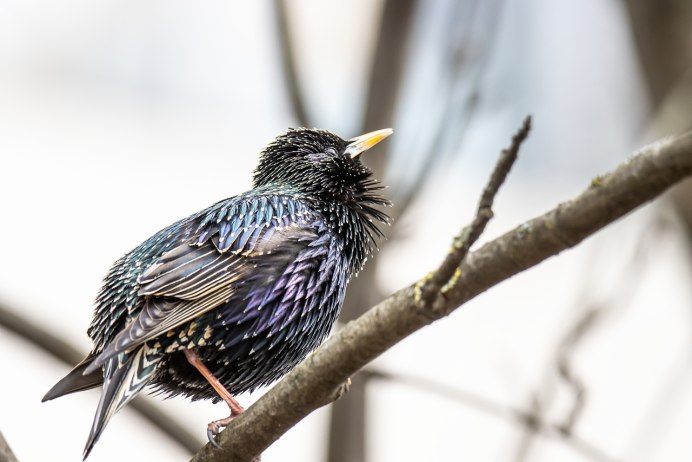 Певчий скворец