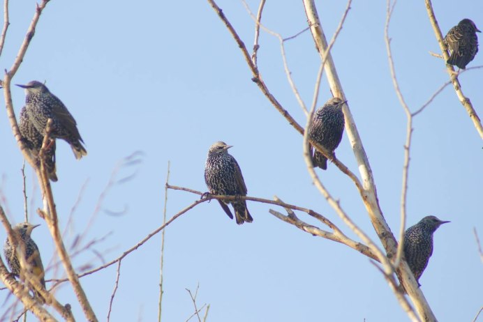 Зяблик, Дрозд, скворец