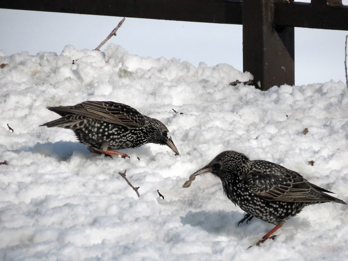 Скворец на снегу