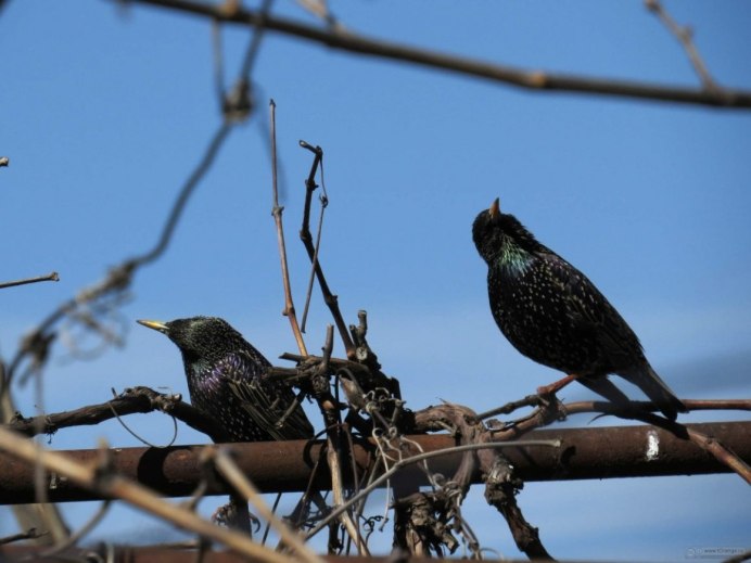 Апрельский скворец