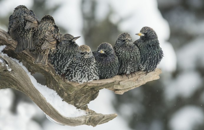 Скворец пятнистый обыкновенный