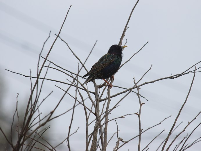Скворцы фото в Москве