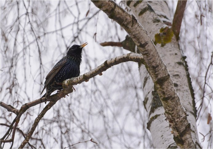 Хештеги про фото птиц