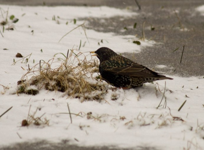 Скворец на снегу
