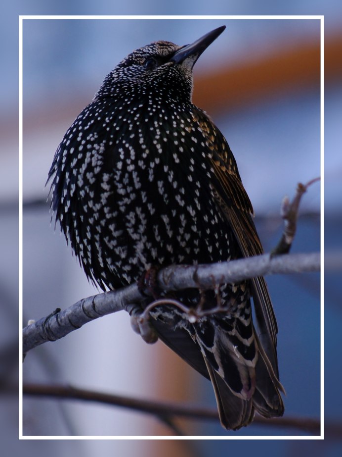 Скворец пятнистый