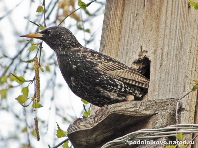 Два скворца