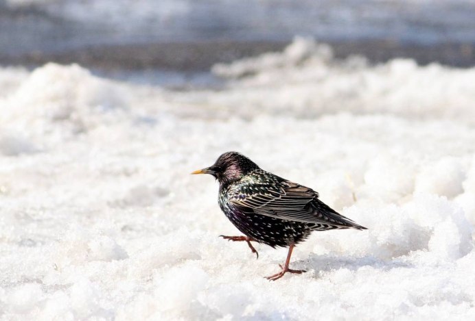 Зимующие скворцы