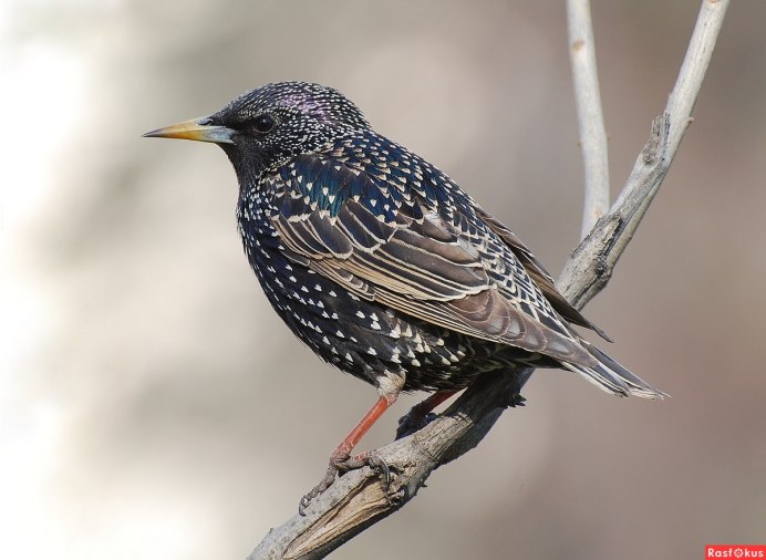 Скворец и Дрозд