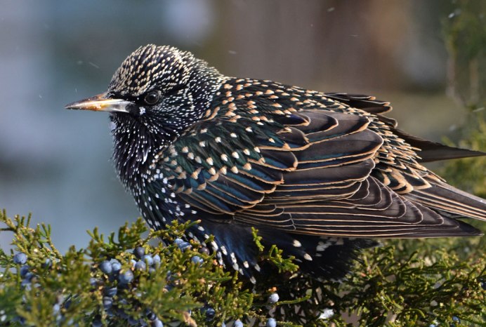 Дрозд чёрный в крапинку