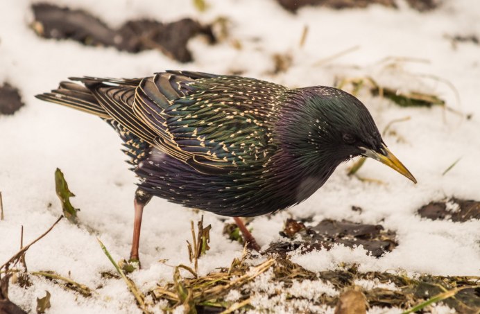 Скворец зимой птица